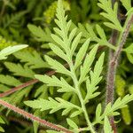 Ambrosia artemisiifolia Blad