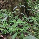 Barleria oenotheroides Tervik taim