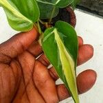 Philodendron cordatum Yaprak