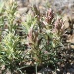 Castilleja sessiliflora Habit