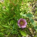 Trifolium grandiflorum Blodyn