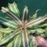 Cryptanthus bivittatus Blad