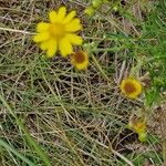 Senecio gallicus Blüte