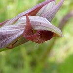 Serapias parviflora Flower