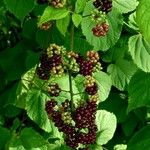 Aralia racemosa Gyümölcs