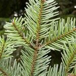 Abies balsamea 叶