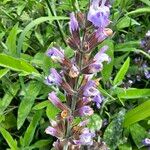 Salvia officinalisLorea