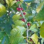 Coffea arabica Плід