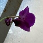 Dendrobium bigibbum Flower
