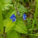 Veronica chamaedrys Cvijet