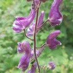 Aconitum septentrionale Květ