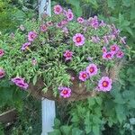 Calibrachoa parvifloraКветка