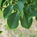 Cornus kousa 叶