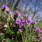 Erinus alpinus Blomst