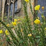 Oenothera glazioviana Hábito