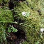 Juncus thomsonii Агульны выгляд