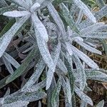 Lavandula angustifolia Листок