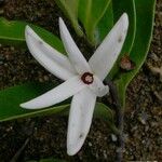 Xylopia pancheri Blüte