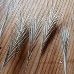 Bromus diandrusফল