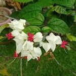 Clerodendrum thomsoniae Flors