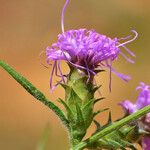 Liatris squarrosa Kukka