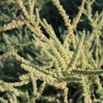 Traganum moquinii Hoja