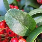 Pyracantha coccinea Leaf