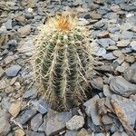 Ferocactus cylindraceus Blad