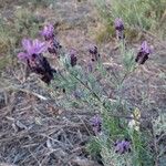 Lavandula stoechas ശീലം