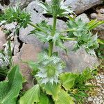 Eryngium giganteum Habit