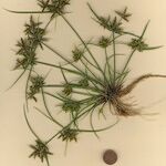 Cyperus flavescens Costuma