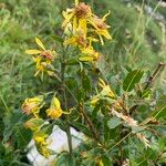 Senecio nemorensis Blomst