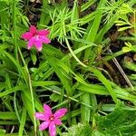 Hypoxis baurii Habit