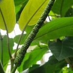 Piper arboreum Fruit