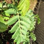 Melianthus major Blatt