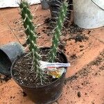 Cylindropuntia whipplei Foglia