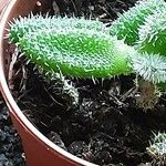 Delosperma echinatum 葉