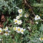 Melampodium leucanthum Кветка