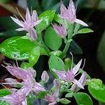 Hylotelephium erythrostictum Flower
