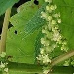 Boehmeria cylindrica Квітка
