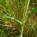 Sideritis fruticulosa Feuille