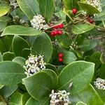 Skimmia japonica Alkat (teljes növény)