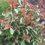 Photinia serrulataDeilen