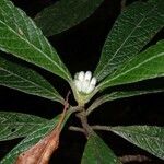 Psychotria fuscopilosa Floare