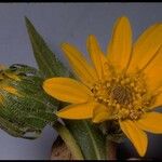 Wyethia angustifolia Flower