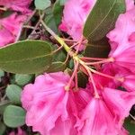 Rhododendron orbiculare Kvet