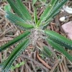 Kalanchoe serrata Leaf