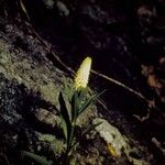 Chamaelirium luteum Fiore