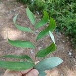 Polygonatum odoratumFuelha