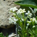 Galium megalospermum Leaf